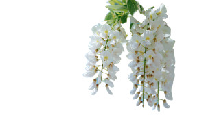 White Wisteria Flowers Vinyl Car Decal Sticker – Waterproof & UV-Resistant 2.72"