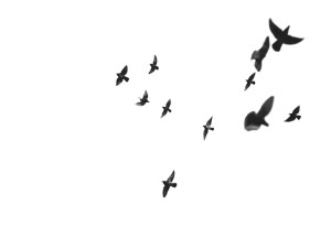 Flying Birds V3 Vinyl Car Decal Sticker – Waterproof & UV-Resistant 6.1866666666666665"