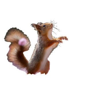 Dancing Red Squirrel Vinyl Car Decal Sticker – Waterproof & UV-Resistant 3.4133333333333336" Dancing Red Squirrel Vinyl Car Decal Sticker – Waterproof & UV-Resistant 3.4133333333333336"