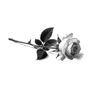 Sideways Rose Vinyl Car Decal Sticker – Waterproof & UV-Resistant 6.826666666666667"