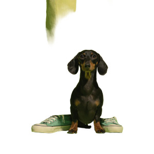 Dachshund Close-Up V2 Vinyl Car Decal Sticker – Waterproof & UV-Resistant 6.826666666666667"