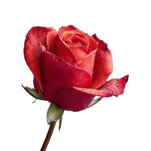 Red Rose V21 Vinyl Car Decal Sticker – Waterproof & UV-Resistant 3.4133333333333336"