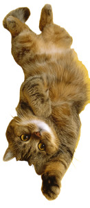 Lazy Chubby Cat V2 Vinyl Car Decal Sticker – Waterproof & UV-Resistant 5.493333333333333"