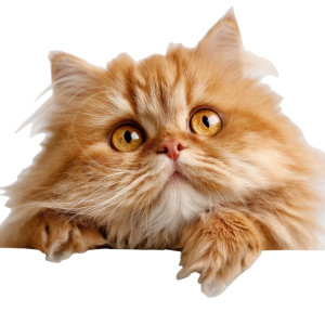 Ginger Persian Cat Vinyl Car Decal Sticker – Waterproof & UV-Resistant 3.4133333333333336"