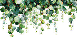 Watercolor Eucalyptus Vinyl Car Decal Sticker – Waterproof & UV-Resistant 2.6133333333333333" Watercolor Eucalyptus Vinyl Car Decal Sticker – Waterproof & UV-Resistant 2.6133333333333333"