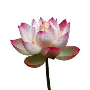 Lotus Flower V10 Vinyl Car Decal Sticker – Waterproof & UV-Resistant 3.4133333333333336"