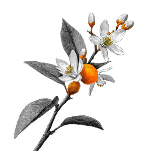 Orange Tree Flower Vinyl Car Decal Sticker – Waterproof & UV-Resistant 3.4133333333333336"