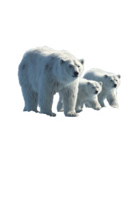 Polar Bear Family V13 Vinyl Car Decal Sticker – Waterproof & UV-Resistant 4.426666666666667"