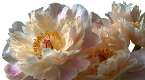 Cream-Colored Peonies Vinyl Car Decal Sticker – Waterproof & UV-Resistant 2.72" Cream-Colored Peonies Vinyl Car Decal Sticker – Waterproof & UV-Resistant 2.72"