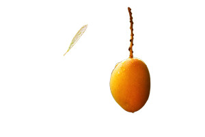 Ripe Mango Glow Vinyl Car Decal Sticker – Waterproof & UV-Resistant 5.97333333333333