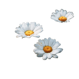 Daisies Flower Vinyl Car Decal Sticker – Waterproof & UV-Resistant 3.4133333333333336" Daisies Flower Vinyl Car Decal Sticker – Waterproof & UV-Resistant 3.4133333333333336"