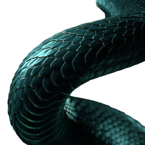 Black Snake Curve Vinyl Car Decal Sticker – Waterproof & UV-Resistant 6.826666666666667"