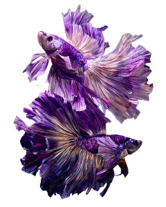 Shimmering Bettas Painting Vinyl Car Decal Sticker – Waterproof & UV-Resistant 8.0"