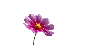 Cosmos Flower Vinyl Car Decal Sticker – Waterproof & UV-Resistant 2.8