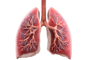 Human Lung Anatomy Vinyl Car Decal Sticker – Waterproof & UV-Resistant 2.986666666666667"