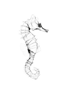 Minimalistic Seahorse Vinyl Car Decal Sticker – Waterproof & UV-Resistant 4.266666666666667" Minimalistic Seahorse Vinyl Car Decal Sticker – Waterproof & UV-Resistant 4.266666666666667"