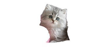 Fluffy Persian Kitten V2 Vinyl Car Decal Sticker – Waterproof & UV-Resistant 2.72"