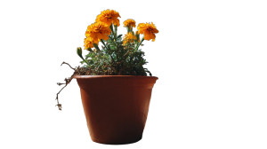 Marigold In Pot Vinyl Car Decal Sticker – Waterproof & UV-Resistant 2.72" Marigold In Pot Vinyl Car Decal Sticker – Waterproof & UV-Resistant 2.72"