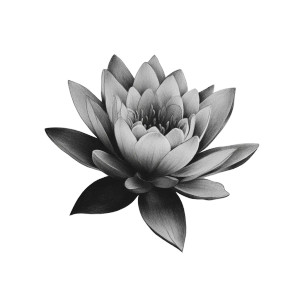 Waterlily Drawing Vinyl Car Decal Sticker – Waterproof & UV-Resistant 3.4133333333333336"