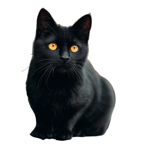 Black Cat V46 Vinyl Car Decal Sticker – Waterproof & UV-Resistant 3.4133333333333336"