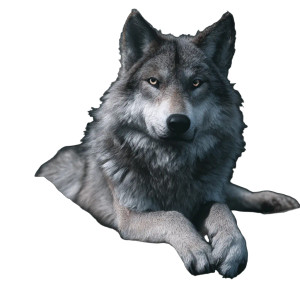 Majestic Wolf V7 Vinyl Car Decal Sticker – Waterproof & UV-Resistant 3.4133333333333336" Majestic Wolf V7 Vinyl Car Decal Sticker – Waterproof & UV-Resistant 3.4133333333333336"