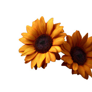 Sunflower Bunch Vinyl Car Decal Sticker – Waterproof & UV-Resistant 3.4133333333333336"
