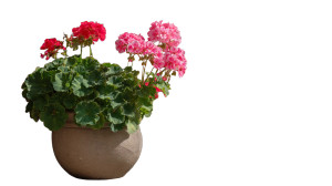 Potted Geraniums Vinyl Car Decal Sticker – Waterproof & UV-Resistant 2.72"