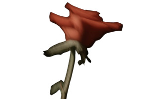 Blurred Red Rose Vinyl Car Decal Sticker – Waterproof & UV-Resistant 5.97333333333333
