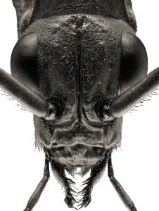 Iconic Insect Closeup Vinyl Car Decal Sticker – Waterproof & UV-Resistant 8.213333333333333"