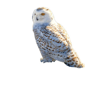 Snow Owl Beach Vinyl Car Decal Sticker – Waterproof & UV-Resistant 3.4133333333333336"