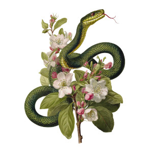Botanical Snake Illustration Vinyl Car Decal Sticker – Waterproof & UV-Resistant 3.4133333333333336"
