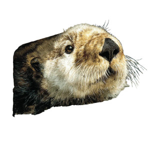 Cute Sea Otter V4 Vinyl Car Decal Sticker – Waterproof & UV-Resistant 3.4133333333333336"