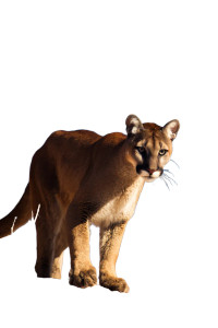 Mountain Lion V2 Vinyl Car Decal Sticker – Waterproof & UV-Resistant 8.96"