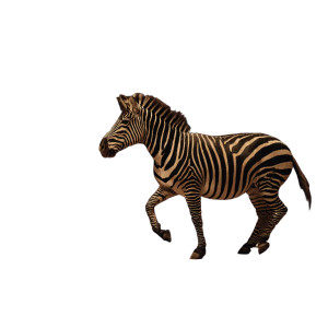 Dancing Zebra V2 Vinyl Car Decal Sticker – Waterproof & UV-Resistant 3.4133333333333336"
