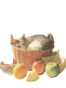 Cat In Fruit Basket Vinyl Car Decal Sticker – Waterproof & UV-Resistant 8.213333333333333"