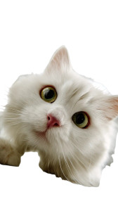 Curious Fluffy Cat V2 Vinyl Car Decal Sticker – Waterproof & UV-Resistant 4.8533333333333335"