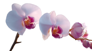 Blooming Orchids Closeup Vinyl Car Decal Sticker – Waterproof & UV-Resistant 5.4