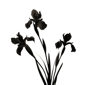 Irises Silhouette Vinyl Car Decal Sticker – Waterproof & UV-Resistant 6.826666666666667"