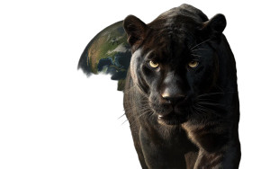 Black Jaguar Emerging Vinyl Car Decal Sticker – Waterproof & UV-Resistant 5.76"