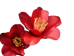Vivid Red Camellia Vinyl Car Decal Sticker – Waterproof & UV-Resistant 6.1866666666666665"