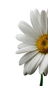 White Daisy Close-Up Vinyl Car Decal Sticker – Waterproof & UV-Resistant 9.706666666666667"