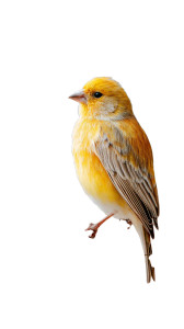 Golden Finch Perched Vinyl Car Decal Sticker – Waterproof & UV-Resistant 9.706666666666667"