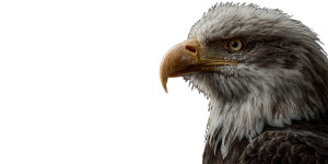 Patriotic Eagle Display V2 Vinyl Car Decal Sticker – Waterproof & UV-Resistant 5.12"