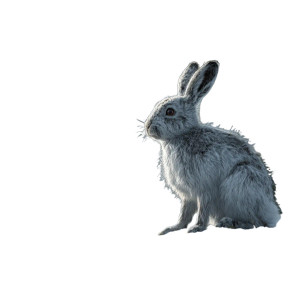 Snowshoe Hare Alert Vinyl Car Decal Sticker – Waterproof & UV-Resistant 6.826666666666667"