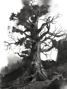 Century-Old Tree Vinyl Car Decal Sticker – Waterproof & UV-Resistant 8.213333333333333"