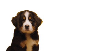 Baby Bernese Dog Vinyl Car Decal Sticker – Waterproof & UV-Resistant 5.4
