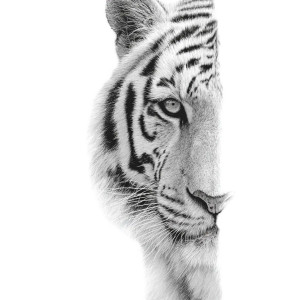 Half Tiger Face Vinyl Car Decal Sticker – Waterproof & UV-Resistant 3.4133333333333336"