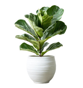 Ficus Lyrata Vinyl Car Decal Sticker – Waterproof & UV-Resistant 3.6266666666666665" Ficus Lyrata Vinyl Car Decal Sticker – Waterproof & UV-Resistant 3.6266666666666665"