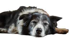Sleeping Border Collie V2 Vinyl Car Decal Sticker – Waterproof & UV-Resistant 2.72"