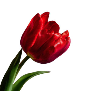 Red Tulip V2 Vinyl Car Decal Sticker – Waterproof & UV-Resistant 3.4133333333333336"